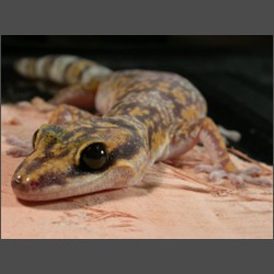 Marbled Velvet Gecko.october-2003-images.zacharoo.comDscn2203.jpg